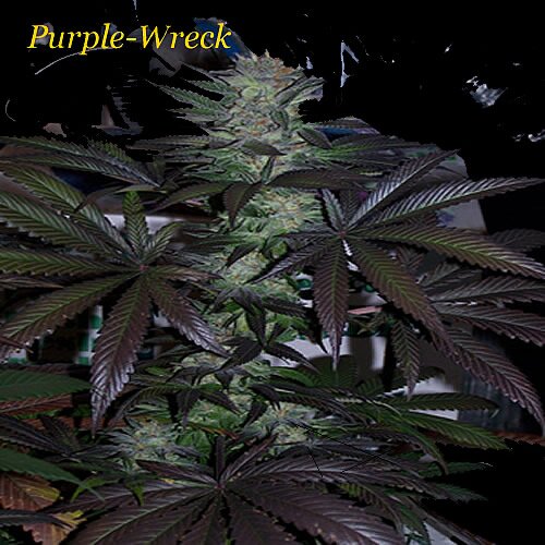 Purple Wreck Cannabis Plant